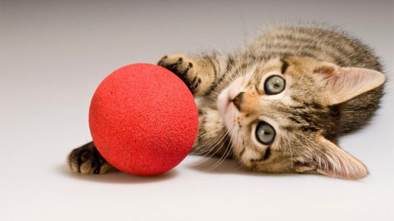 Día del Gato: la importancia del juego en su rutina diaria