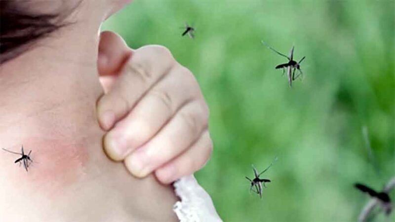 La Argentina acumula más de 315 mil casos de dengue en lo que va de 2024
