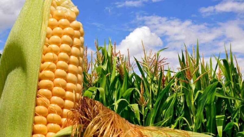 Productores vendieron casi 400.000 toneladas de maíz y acumulan 6,42 millones