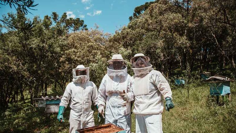 Novedoso método descubierto por científicos de la UBA para dirigir los enjambres de abejas a zonas cultivadas específicas