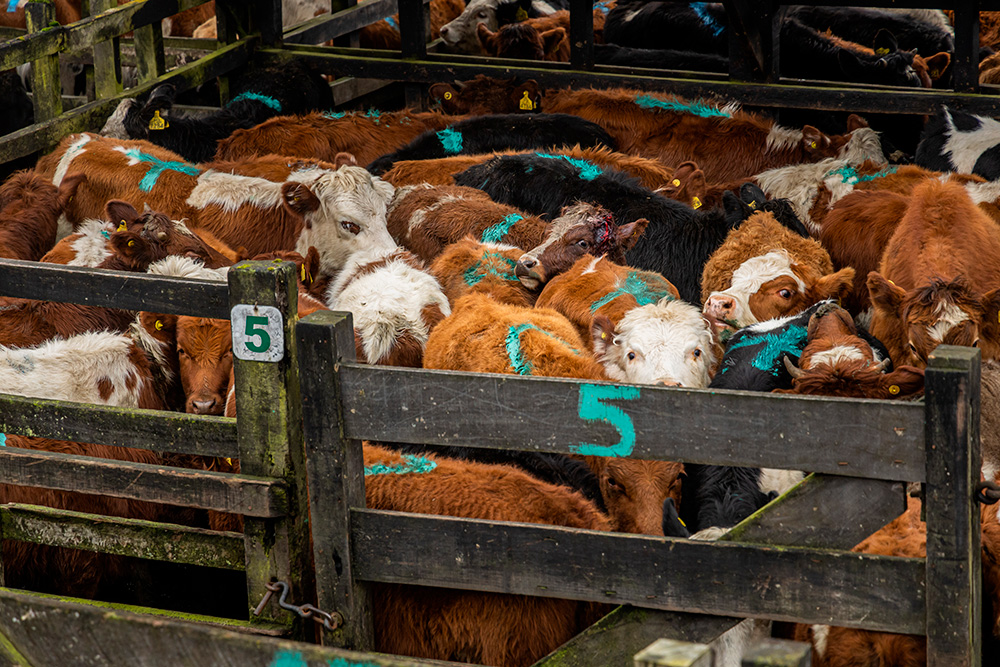 Reciente Investigación revela extrema crueldad animal en mercados de subastas de Argentina y Chile