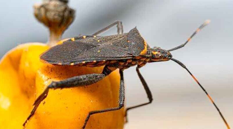 Enfermedad de Chagas:¿Cuáles son los dos estadios de la infección?